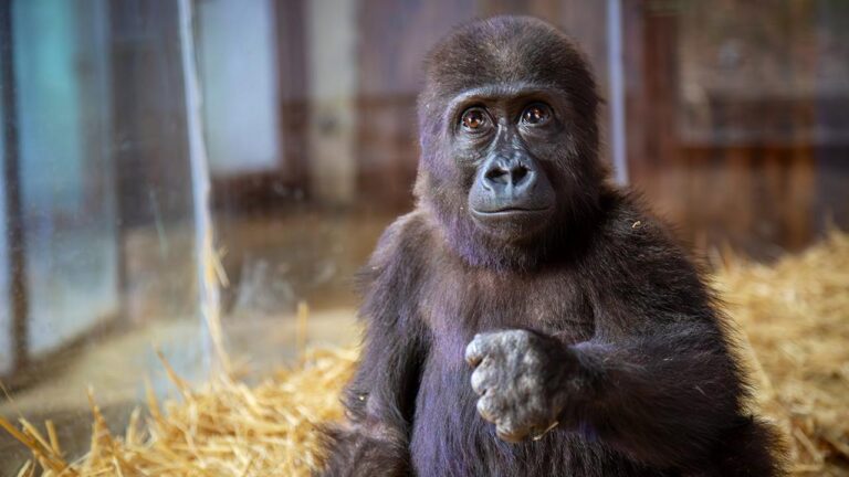 Minik gorilin adı Zeytin’di