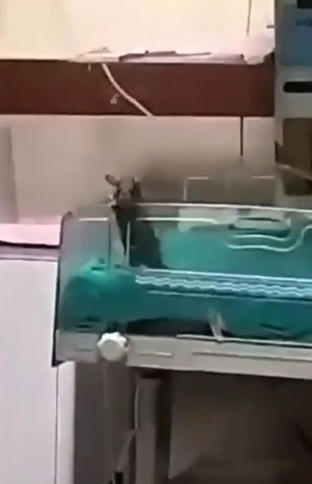 Hastanede korkunç bir olay! Farelerin basıldığı yeni doğan ünitede iki çocuk öldü 3