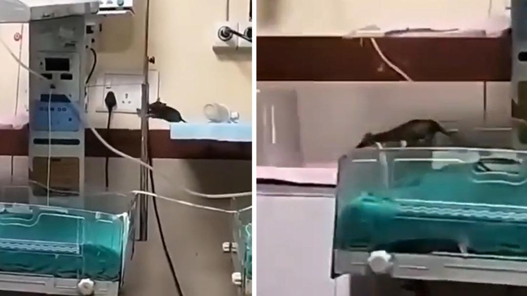 Hastanede korkunç bir olay! Farelerin 2 bastırdığı yeni doğan ünitede iki çocuk öldü